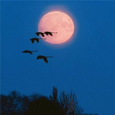 2021微信网名经典女超拽霸气十足 青春献给了小酒桌